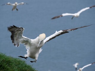 A question about Corvids