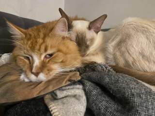What has your experience of ginger  cats been ? 