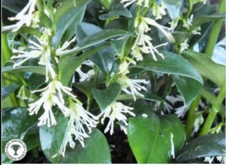What plants/shrubs have you just bought?