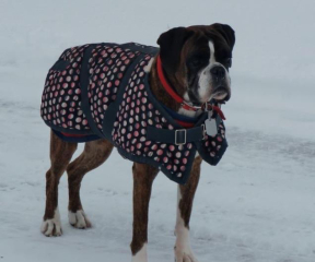 Put me off getting a boxer puppy! 