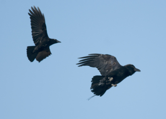 A question about Corvids