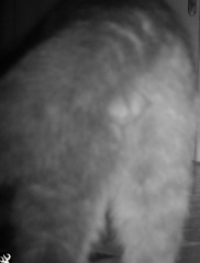 Is this uninvited visitor male or female?