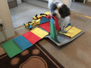 How long should I walk my dog?