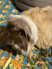 A genuine Guinea pig thread!!! 
