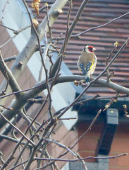 Thread 6 - TalkExiles: "Yup, still round."