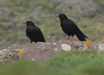 A question about Corvids