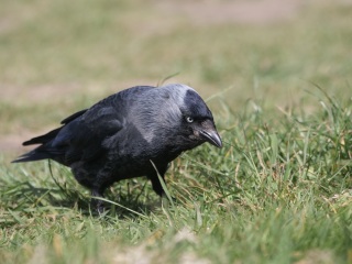 A question about Corvids