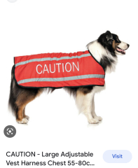 Dogs and joggers