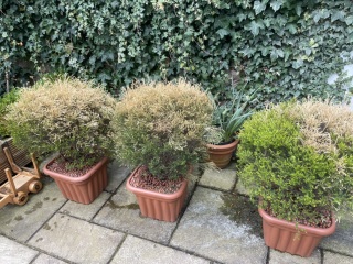 Are these plants dead?