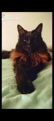 Cats used to be worshiped as Gods...