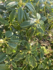 Rhododendron 