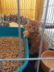 Help name my new kitten