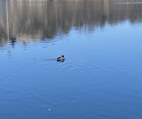 Come and tell me your dull and unexciting news 24: Calmly through the day 