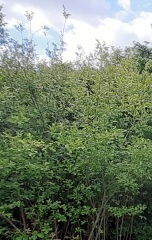 ID help please