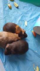 A genuine Guinea pig thread!!! 