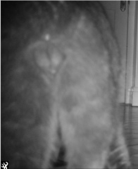 Is this uninvited visitor male or female?