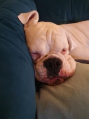 Put me off getting a boxer puppy! 