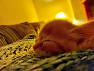 Help name my new kitten