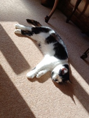 Is my cat overweight, so how much wet food am I supposed to give her?