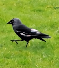 A question about Corvids