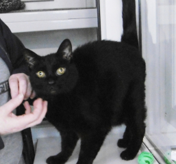 I need an older cat for my DM. Where from?