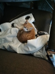 New kitten. Pics! 