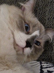 Adopting a rescue ragdoll