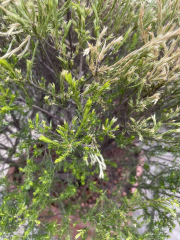 Are these plants dead?