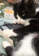 Cats used to be worshiped as Gods...