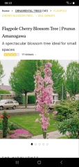 A pink cherry blossom variety with an ultimate height of <3m? 