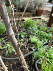 What do your gooseberry plants look like now?
