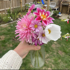 Dahlias 2023