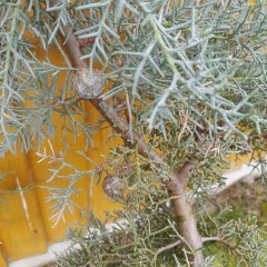 What is this conifer?