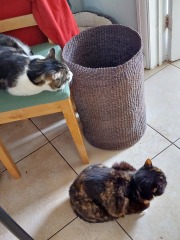 Thread 6 - TalkExiles: "Yup, still round."