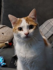 Nervous rescues