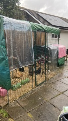 How much space do chickens actually need? 