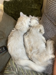 Hundreds of cats, thousands of cats, millions and billions and trillions of cats