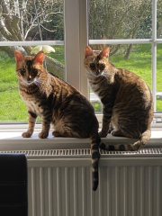 Cats used to be worshiped as Gods...