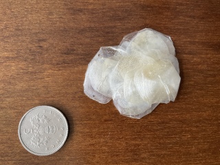 What are these odd things (photos) in my garden