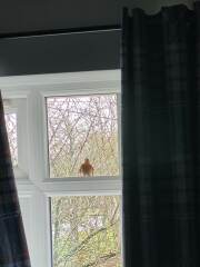 Any garden bird experts about?