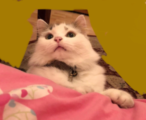 AIBU to think my cat could have written a nicer message in my Mother's Day card?