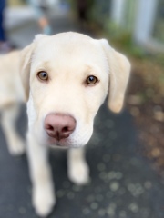 Tell me everything I need to know about Labradors please!