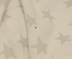 BED BUG OR FLEE?
