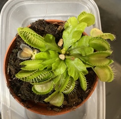 Inherited a Venus Flytrap. Help!