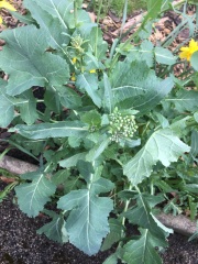 Plant I.D please