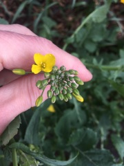 Plant I.D please
