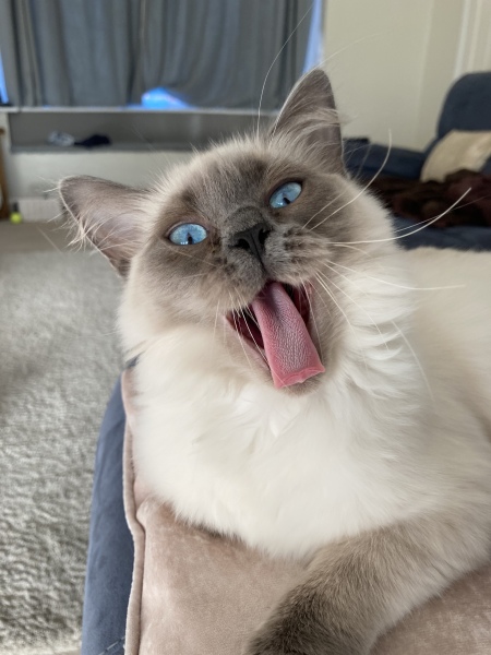 I told my cat a joke and this is how much she enjoyed it ...