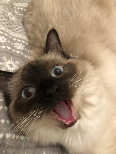 I told my cat a joke and this is how much she enjoyed it ...