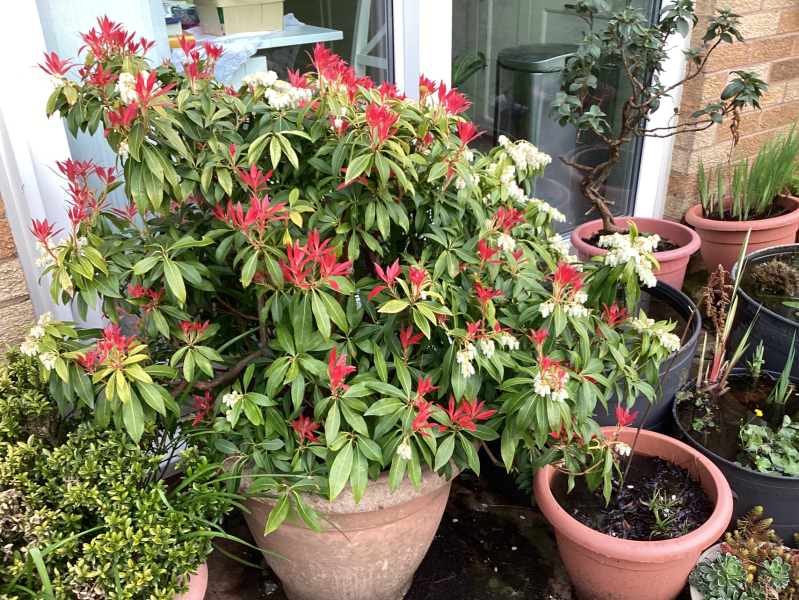 Pieris “Mountain Fire” as a hedge? 