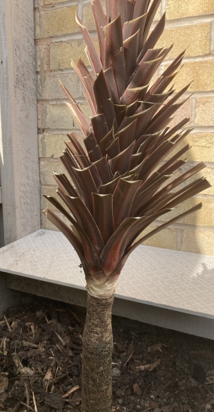 Cordyline winter damage